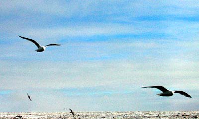 flying kittiwakes